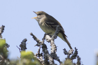 Alder Flycatcher