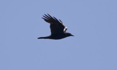 _Common Raven