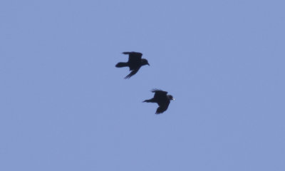 Common Ravens