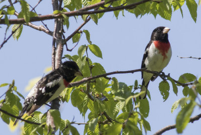 Rose-breasted Grosbeaks