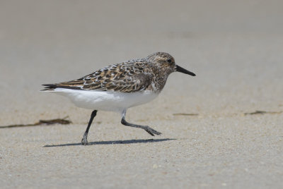 Sanderling