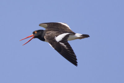 American Oystercatcher