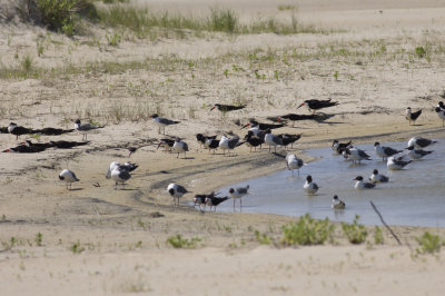 Black Skimmers & Laughing Gulls