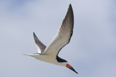 Black Skimmer