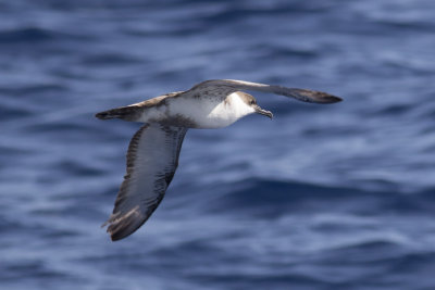 Great Shearwater