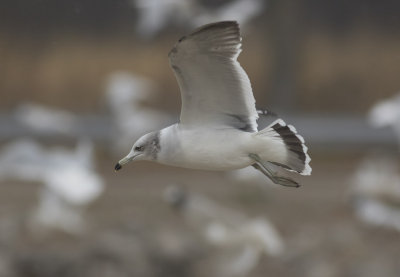 Black-tailed Gull