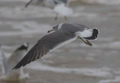Black-tailed Gull (Carlyle Lake IL)