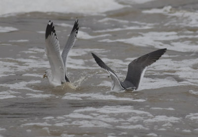 Black-tailed Gull