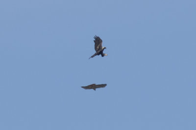 Golden Eagle & Red-tailed Hawk