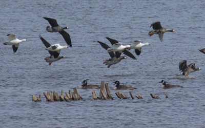 Ross's, Greater White-fronted and Canada Geese