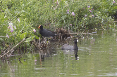 American Coot & Common Gallinule.