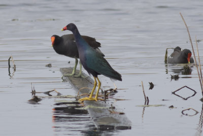 Common and Purple Gallinules