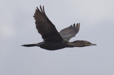 Neotropic Cormorant