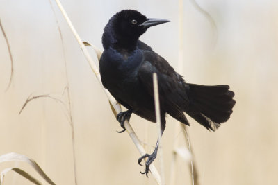 Boat-tailed Grackle