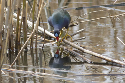 Purple Gallinule