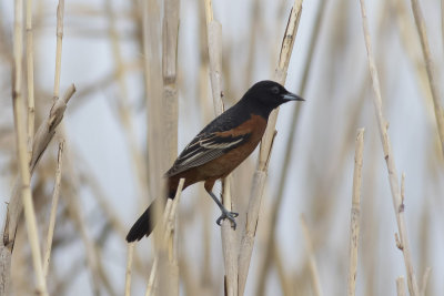 Orchard Oriole