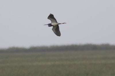 Tricolored Heron