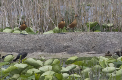 Fulvous Whistling Ducks