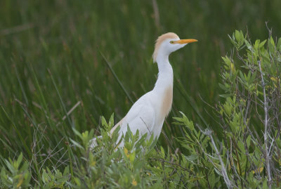 Cattle Egret