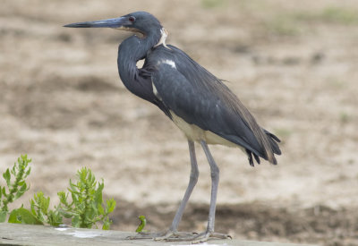 Tricolored Heron