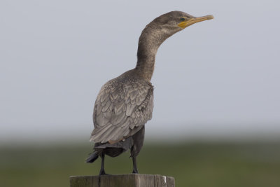 Neotropic Cormorant