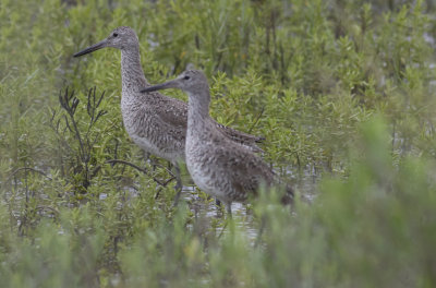 (Eastern) Willets