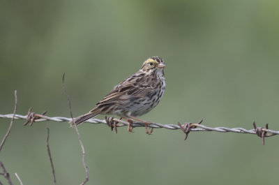 Savannah Sparrow