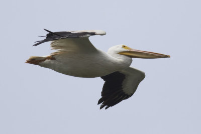 American White Pelican