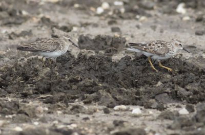 Least Sandpipers