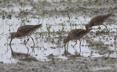 Long-billed Dowitchers