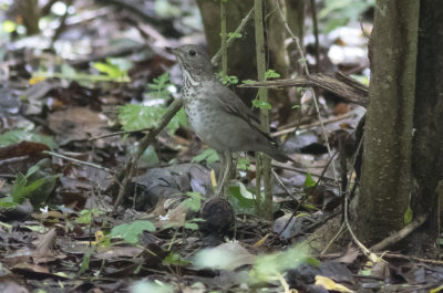 Gray-cheeked Thrush