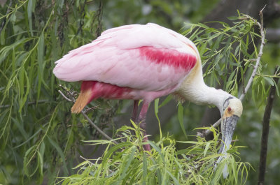 Roseate Spoonbill