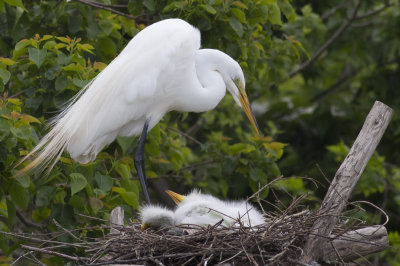 Great Egret