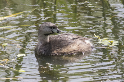 Pied-billed Grebe