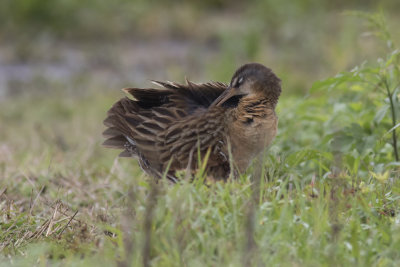 King Rail