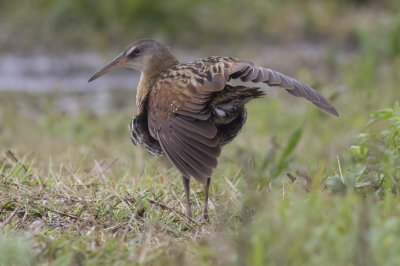 King Rail