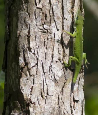 Anole