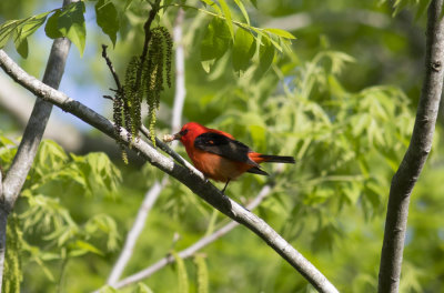 Scarlet Tanager