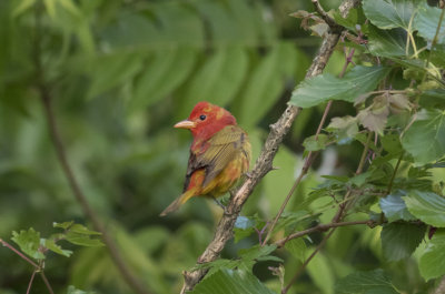 Summer Tanager