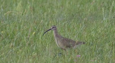 Whimbrel