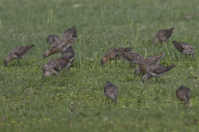 Short-billed Dowitchers