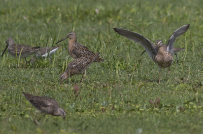 Short-billed Dowitchers