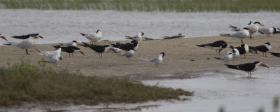 Five species of Terns plus Black Skimmer