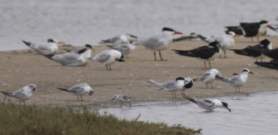 Five species of Terns plus Black Skimmer and Sanderling