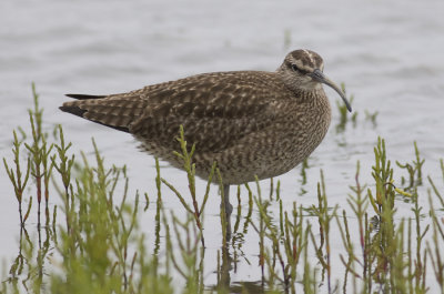 Whimbrel