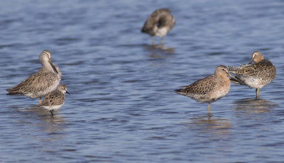 Short-billed Dowitchers &Semipalmated Sandpiper