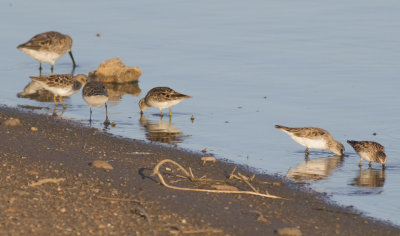 Least and Semipalmated Sandpipers & Dunlin