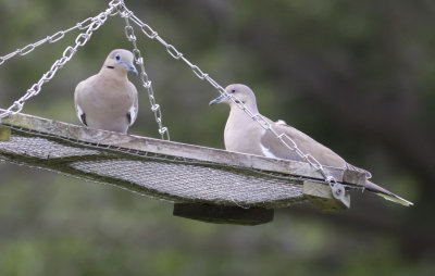 White-winged Doves