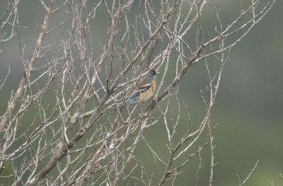 Lazuli Bunting