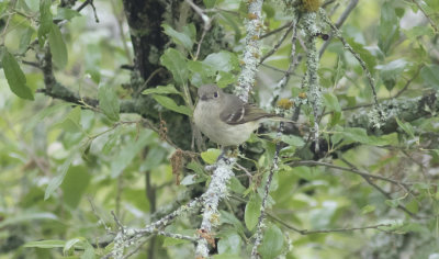 Hutton's Vireo